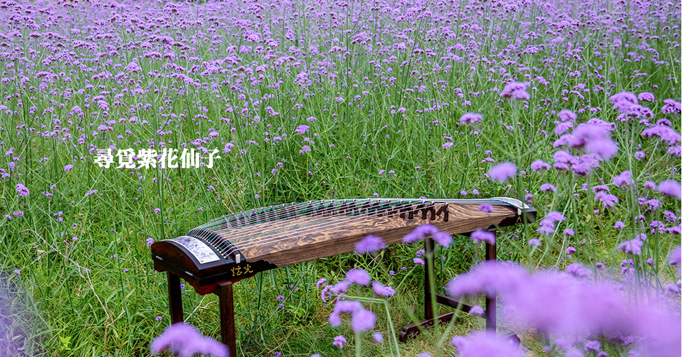 「炫光」-尋覓紫花仙子